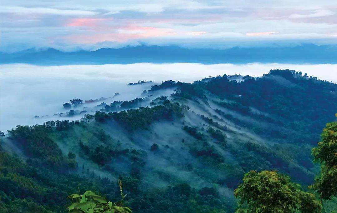 2022年景邁山古茶林為什么可以申遺？