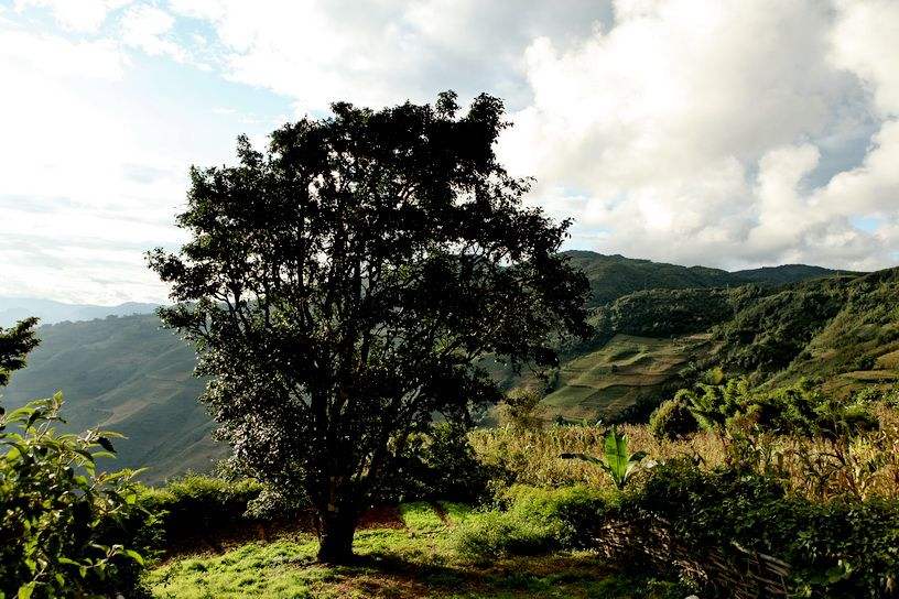 2022年邦崴古樹春茶特點？