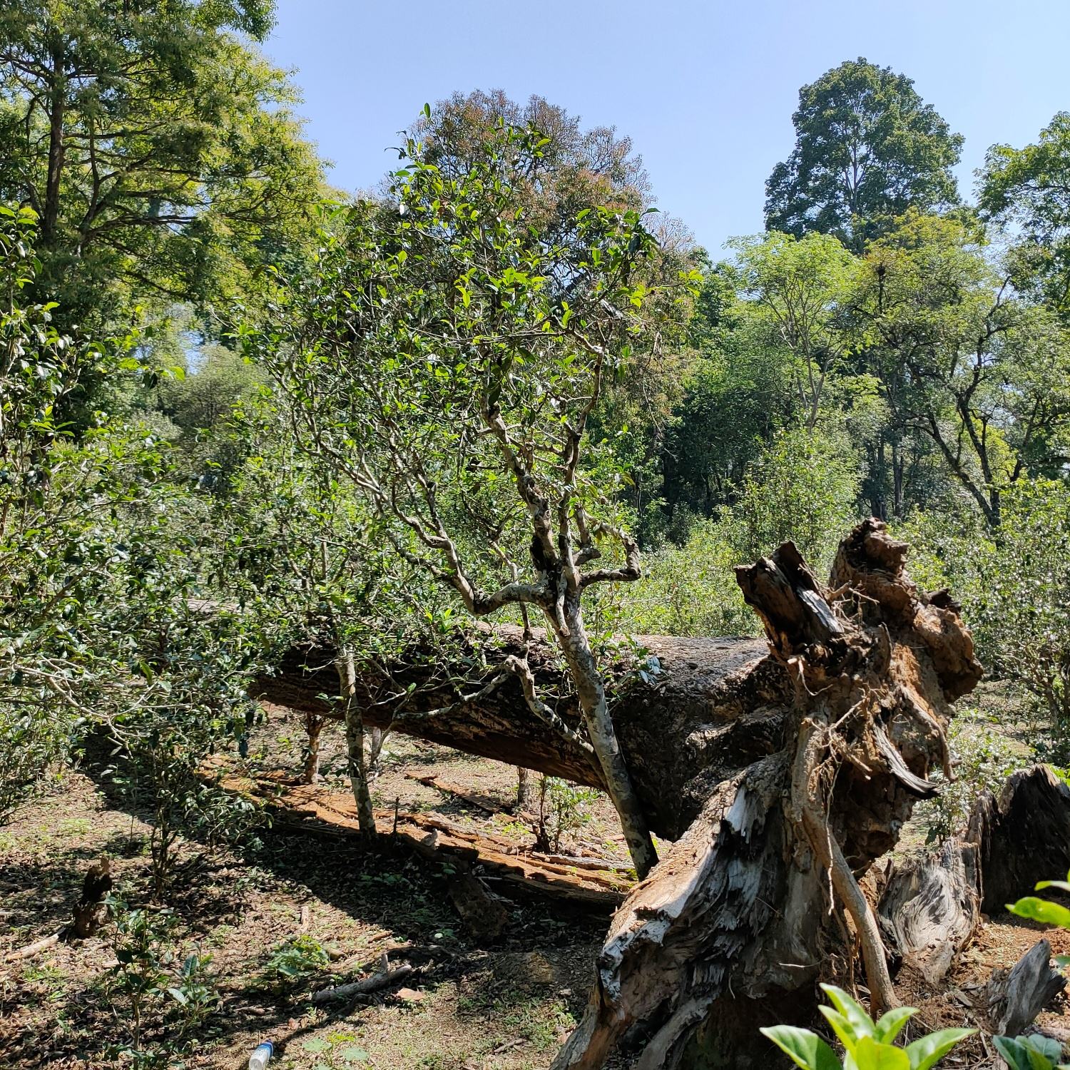 2022麻黑古樹春茶口感？