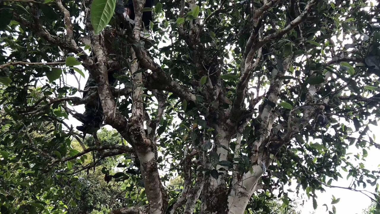 2022年麻黑古樹春茶價格？