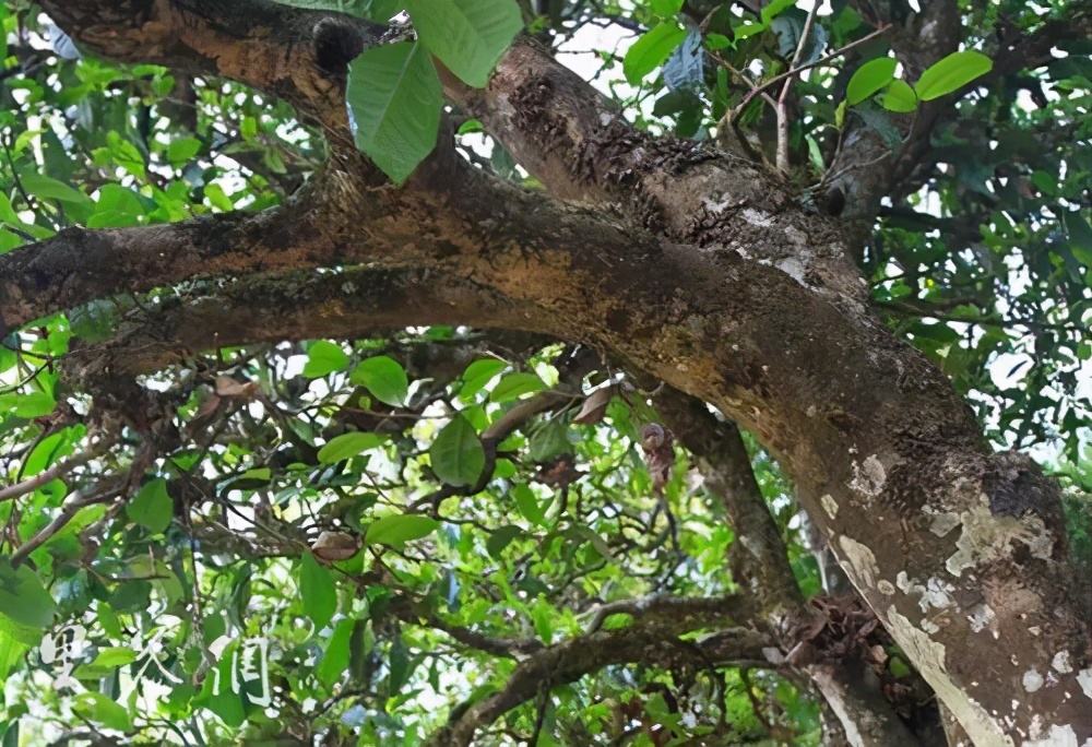 2022年繞開麻黑，你損失的將是半個易武