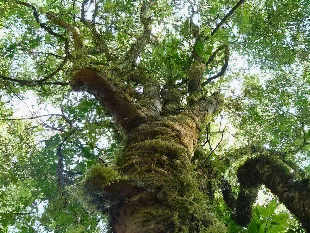 2022年落水洞古樹春茶特點？