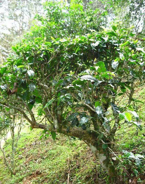 2022年落水洞古樹春茶——盞盛琥珀光，柔甜入人心