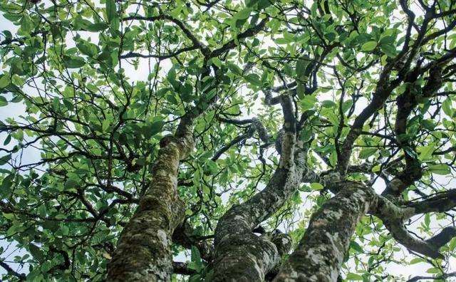 2022年落水洞古樹春茶多少錢一公斤？