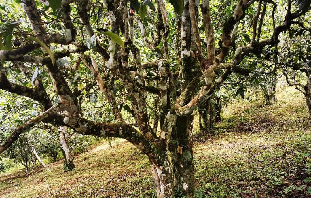 2022年落水洞古樹春茶價格？