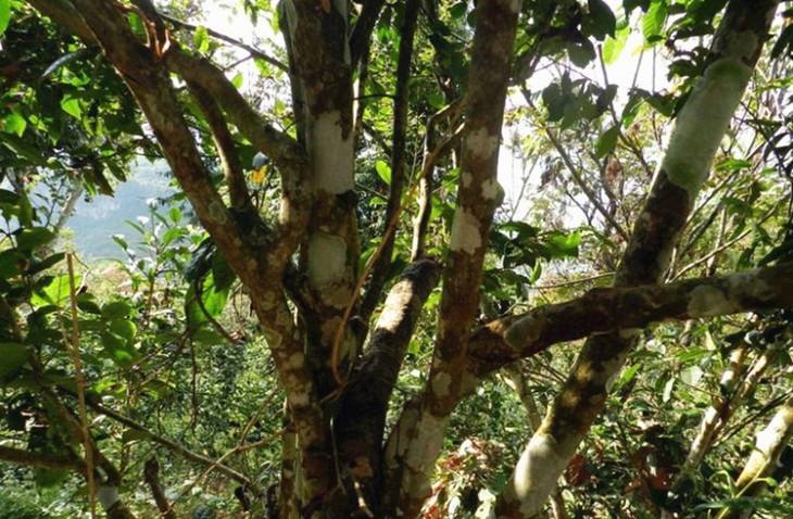 2022年大漆樹古樹春茶特點？