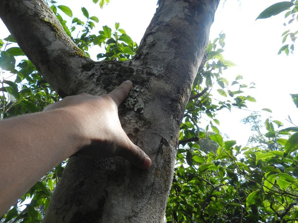 2022年大漆樹古樹春茶口感？