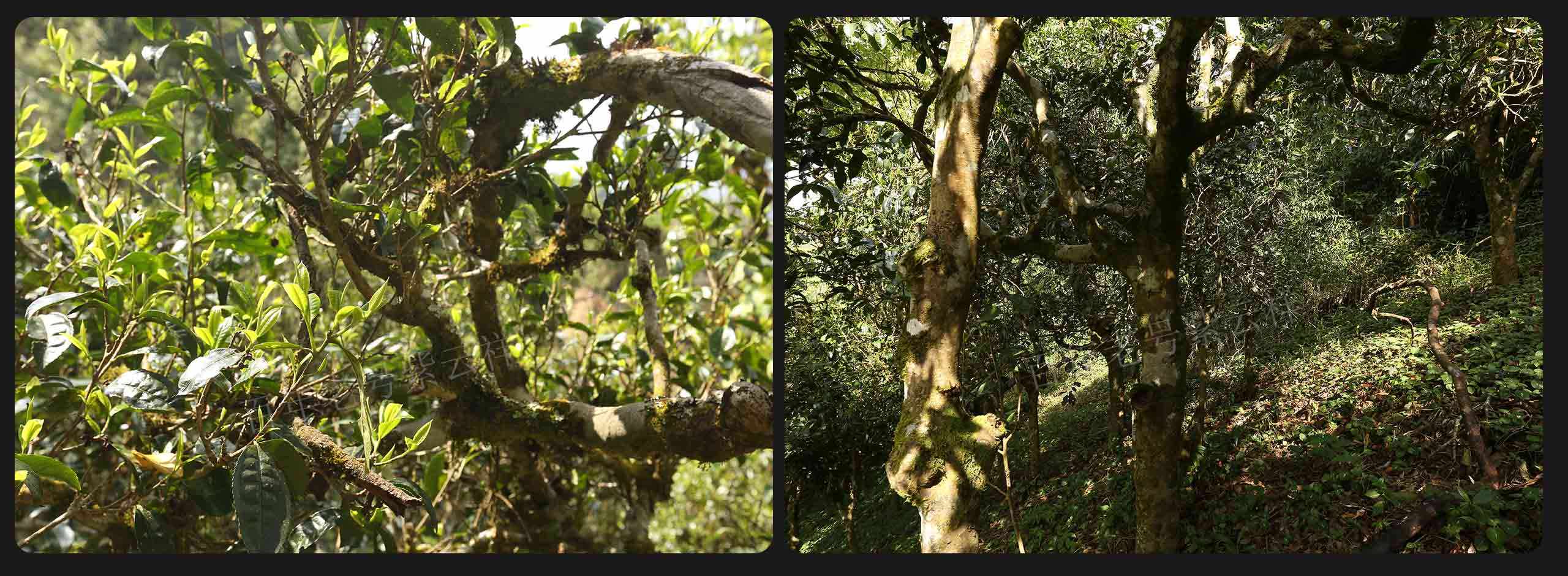 2022年大漆樹古樹春茶價格？