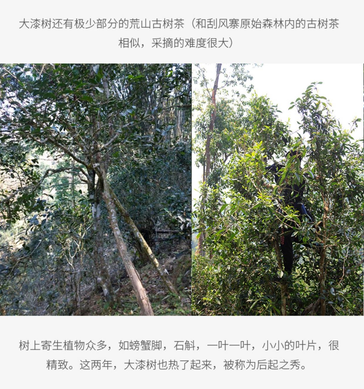 2022年大漆樹古樹春茶多少錢一公斤？