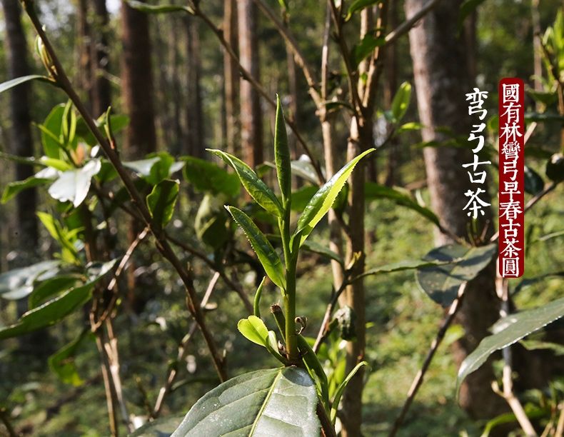 2022年彎弓大寨的古樹春茶為何如此之珍貴？