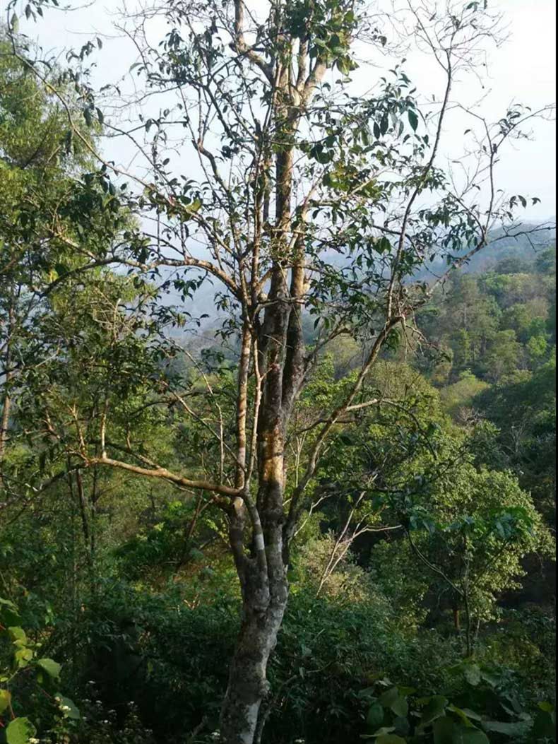 2022年彎弓古樹春茶多少錢一公斤？