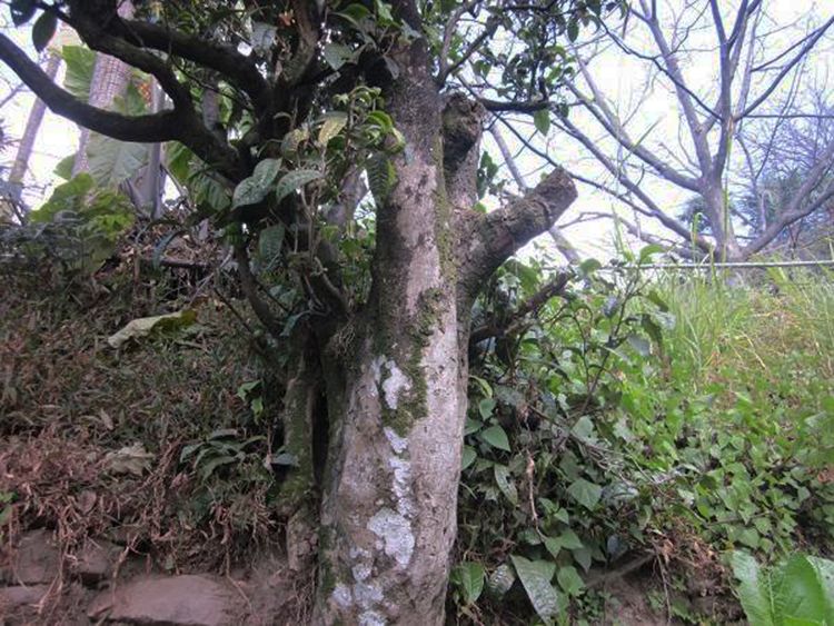 2022年白茶園古樹春茶特點？