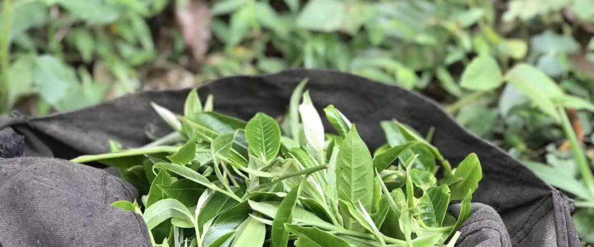 2022年白茶園古樹春茶口感？