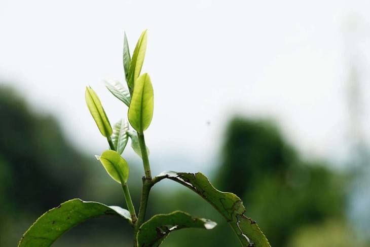 2022年白茶園古樹春茶品鑒！