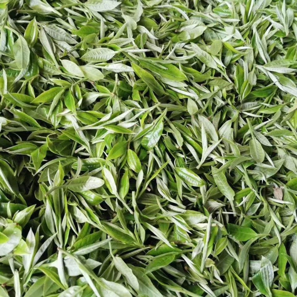 2022年白茶園古樹春茶多少錢一公斤？