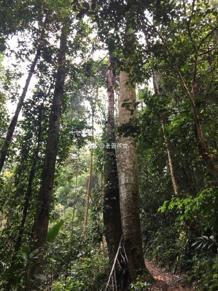 2022年刮風(fēng)寨茶王樹古樹春茶特點？