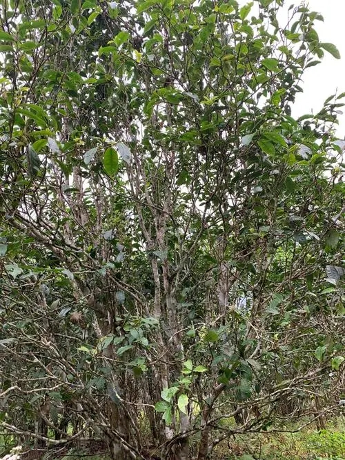 2022年刮風寨茶王茶古樹春茶口感？