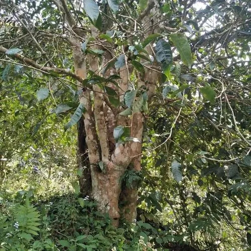 2022年刮風(fēng)寨茶王樹(shù)古樹(shù)春茶價(jià)格？