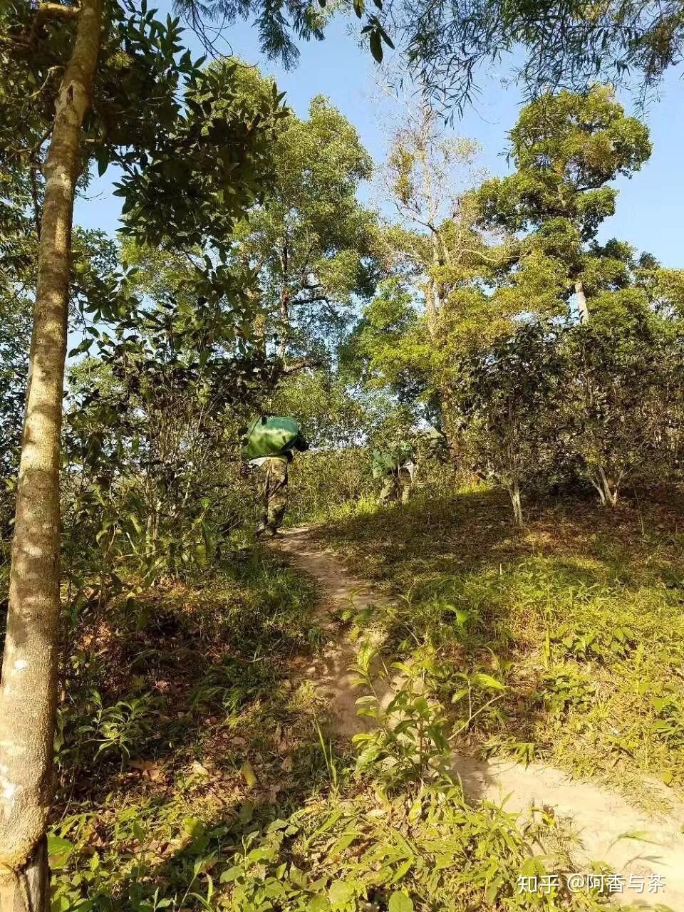 2022年刮風(fēng)寨茶王樹古樹茶多少錢一公斤？