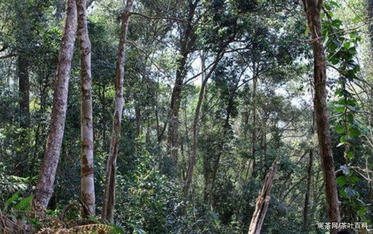 2022年冷水河古樹春茶特點？