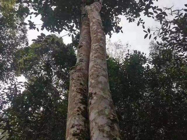 2022年冷水河古樹(shù)春茶口感？