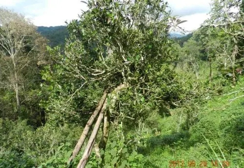 2022白沙河古樹春茶特點？