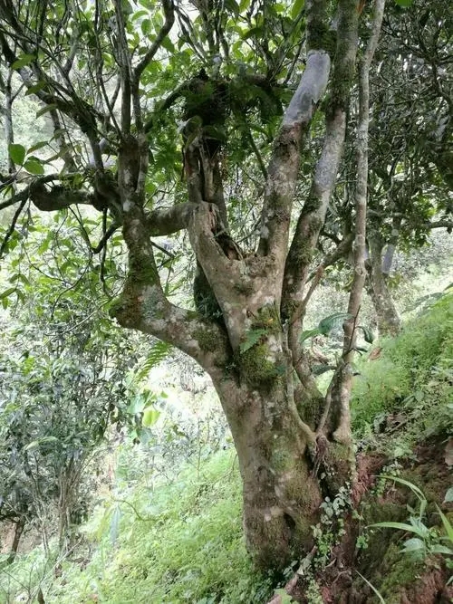 2022年黑水梁子古樹春茶特點？