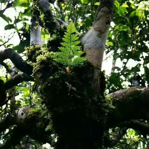 2022年黑水梁子古樹春茶價(jià)格？