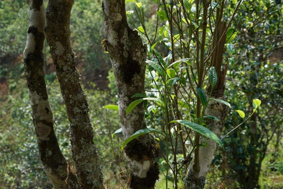 2022年刮風(fēng)寨茶坪古樹(shù)春茶特點(diǎn)？