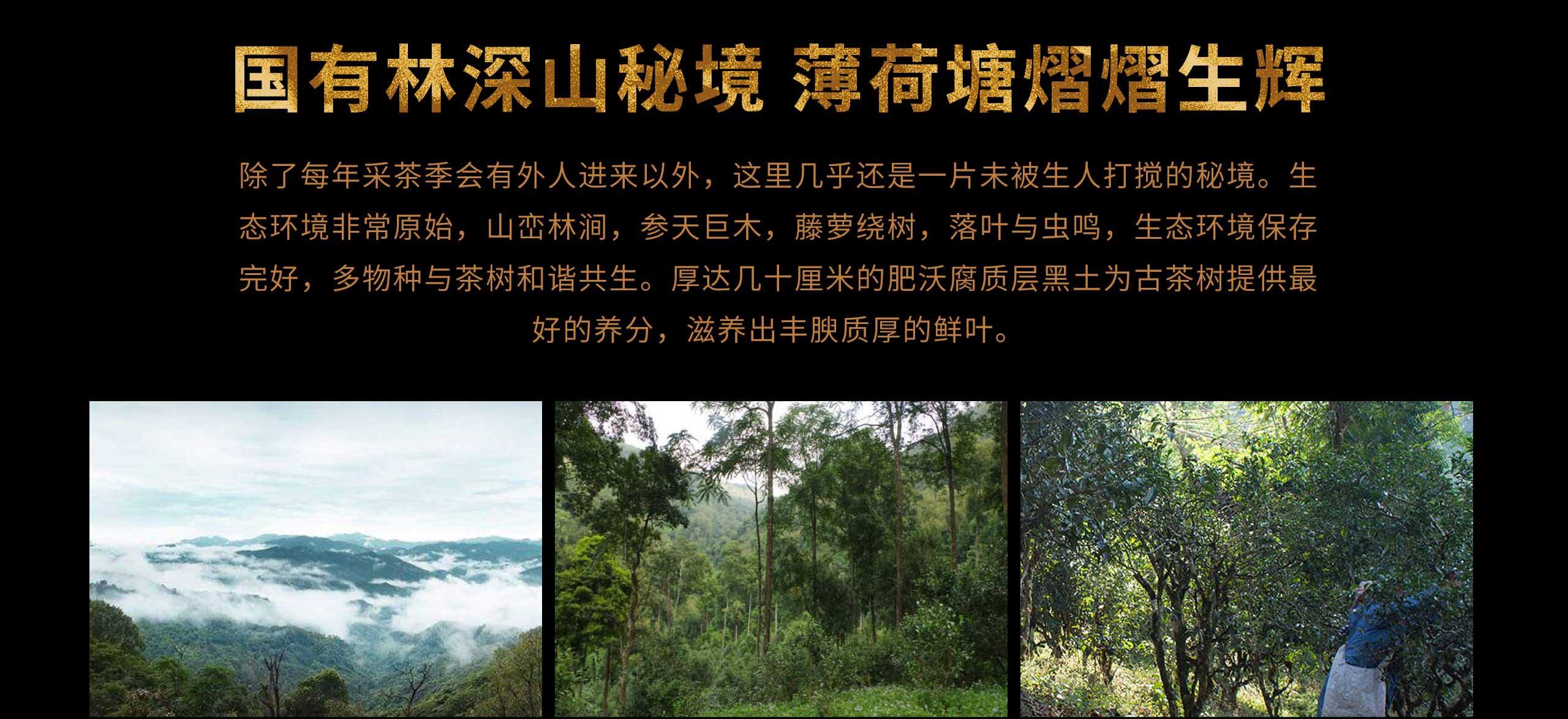 2022年薄荷塘古樹(shù)春茶特點(diǎn)？