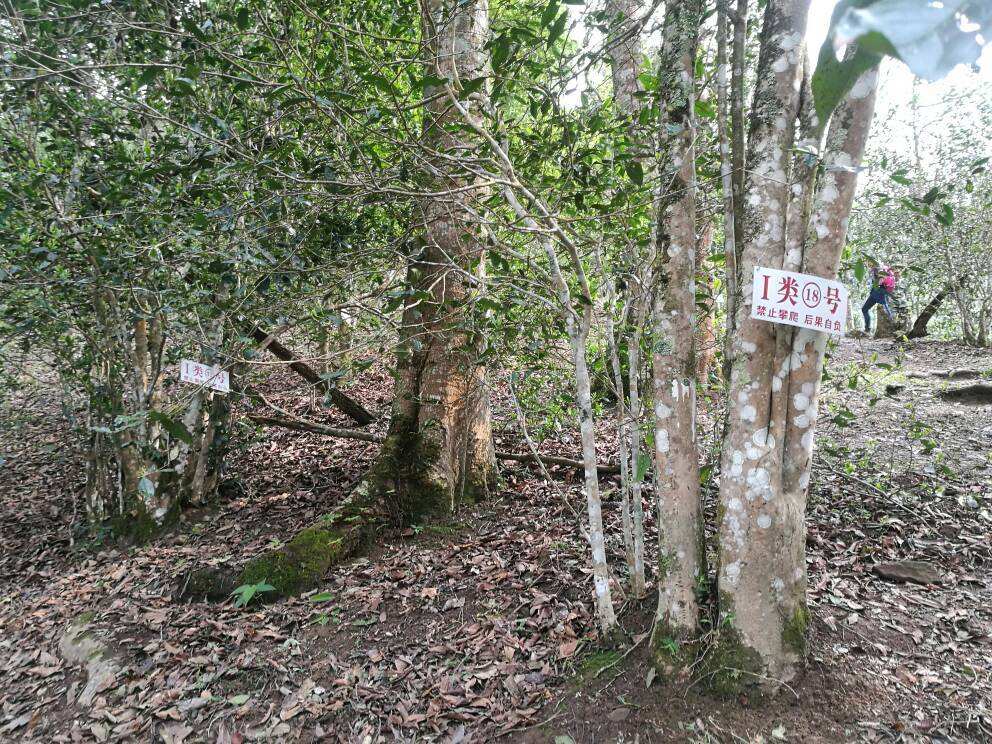 2022年薄荷塘古樹(shù)春茶口感？