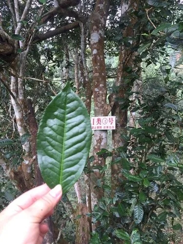 2022年薄荷塘古樹春茶價(jià)格？