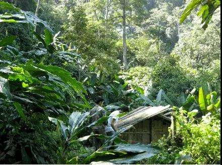 2022年薄荷塘古樹(shù)春茶多少錢(qián)一公斤？