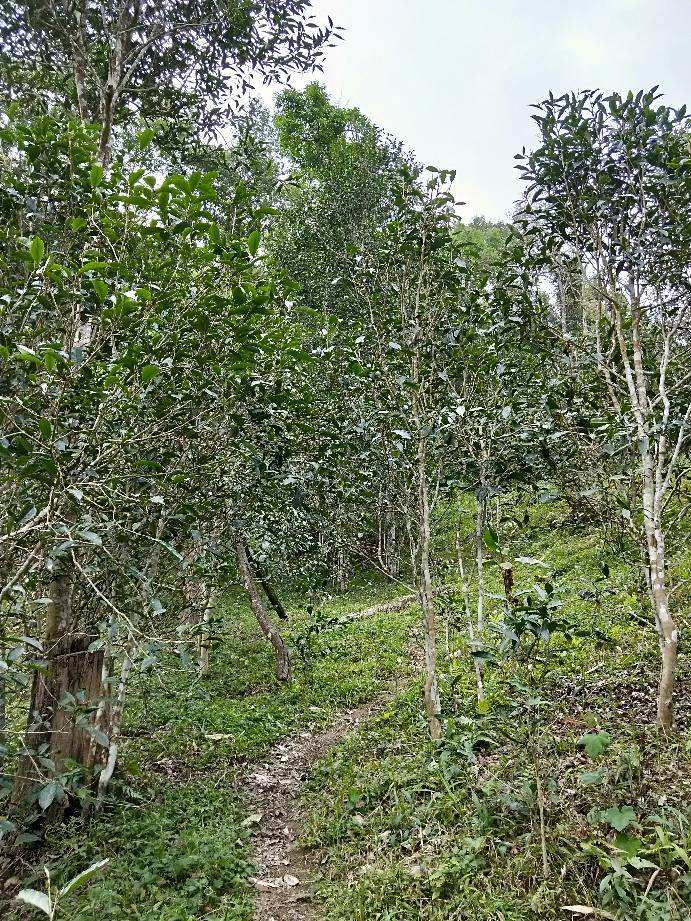 2022年多依樹(shù)古樹(shù)春茶特點(diǎn)？