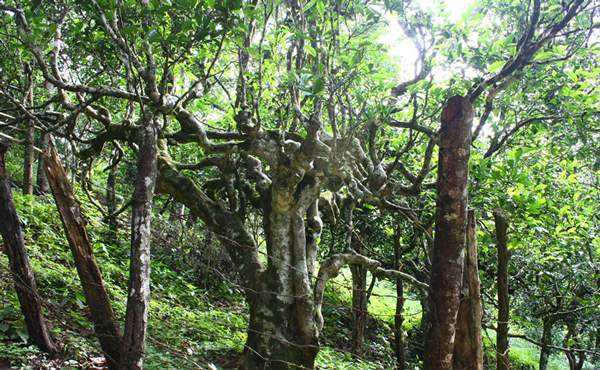 2022年多依樹古樹春茶口感？