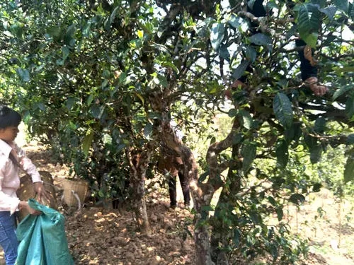 2022年易武張家灣古樹春茶特點？