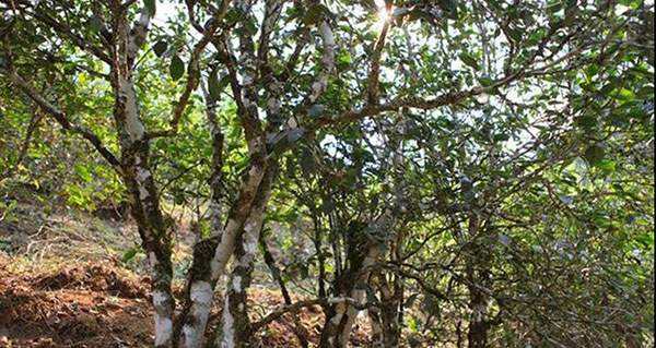 2022年易武張家灣古樹春茶口感？