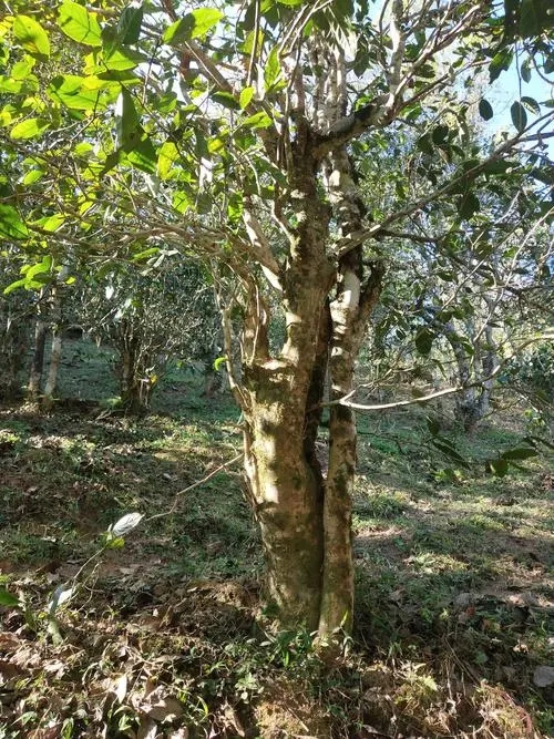 2022年易武張家灣古樹春茶多少錢一公斤？