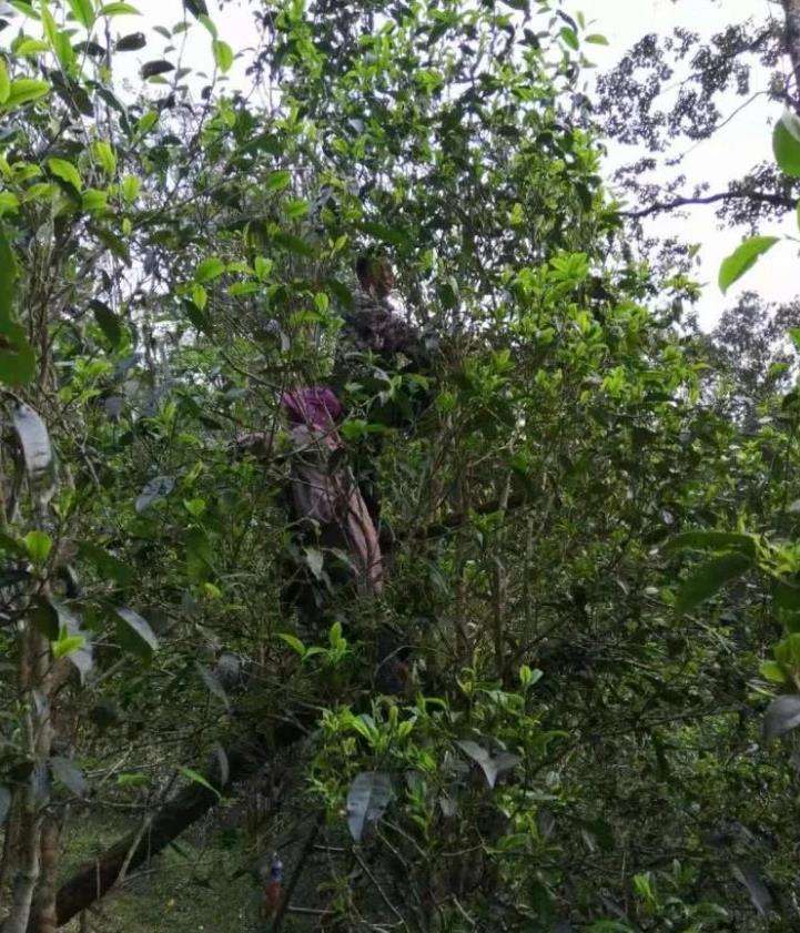 2022年一扇磨古樹春茶特點？