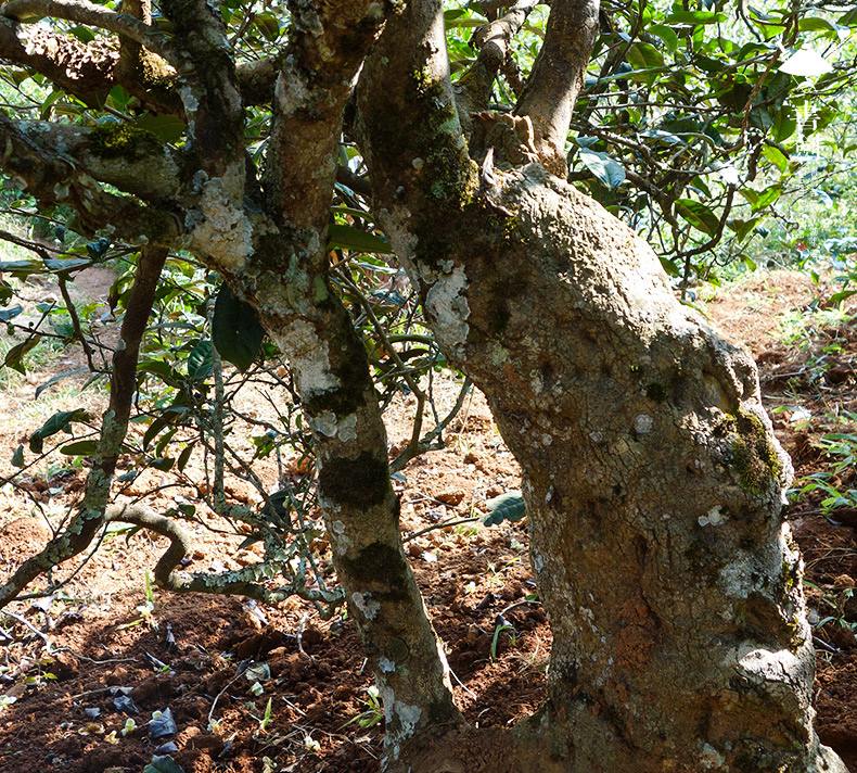 2022年一扇磨山林之息，雨林之味，原始之態(tài)