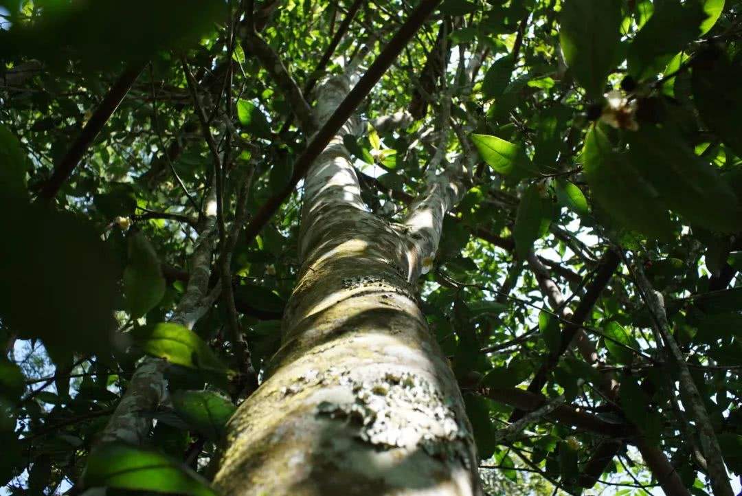 2022年香椿林古樹春茶口感？