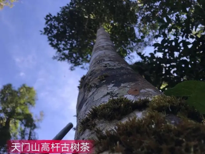 2022年天門山古樹春茶特點？