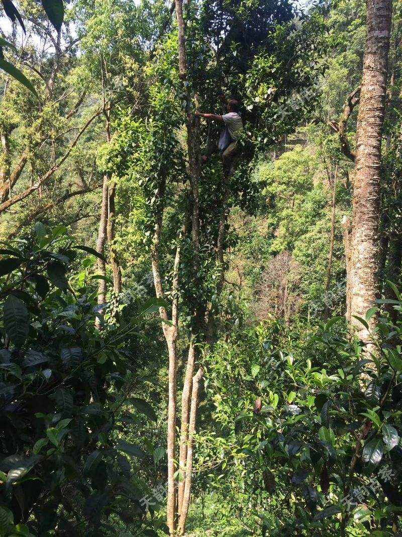 2022年天門山古樹春茶口感？