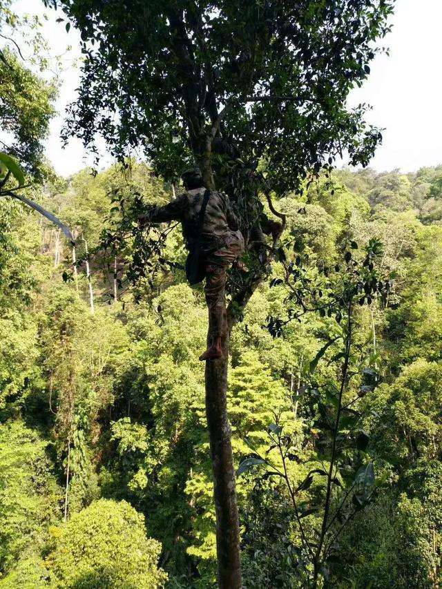 2022年天門(mén)山古樹(shù)春茶價(jià)格？