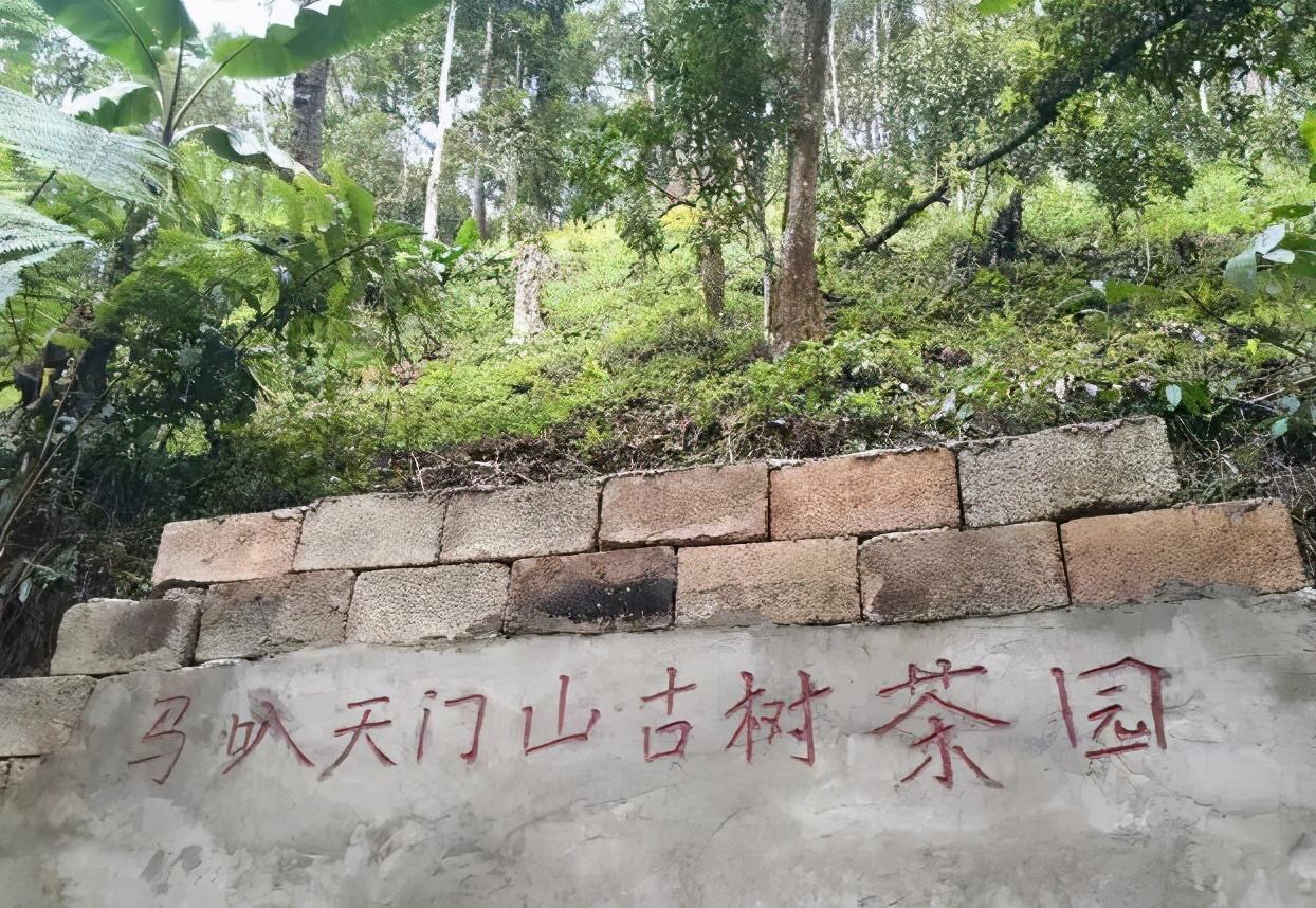 2022年天門山古樹春茶多少錢一公斤？