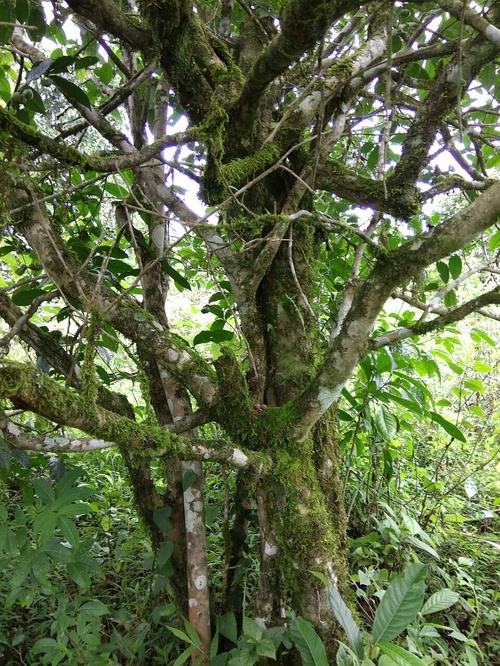 2022年高山寨古樹(shù)春茶口感？