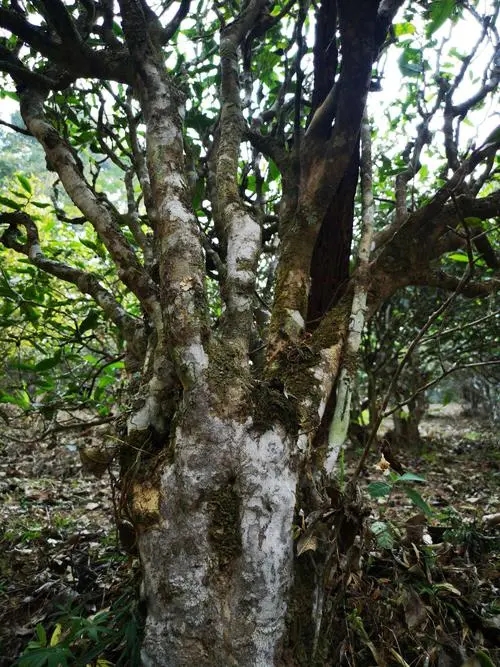 2022年高山寨古樹(shù)春茶價(jià)格？