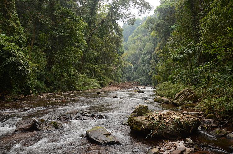 2022年銅箐河古樹春茶特點(diǎn)？