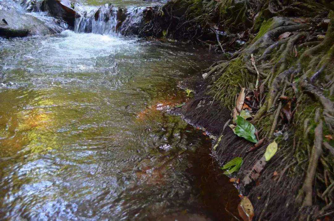 2022年銅箐河古樹(shù)春茶口感？