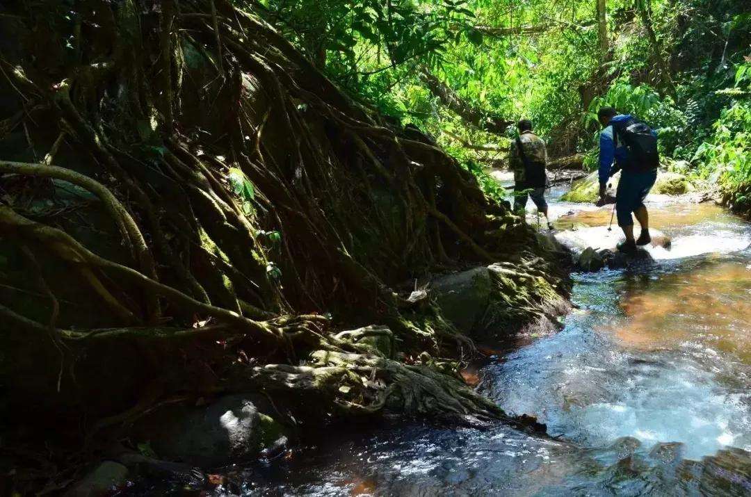 2022年銅箐河古樹(shù)春茶價(jià)格？